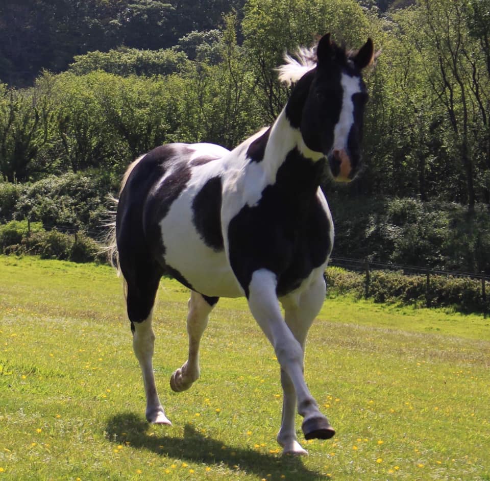 Classys Star Buck, American Paint Stallion